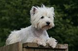 WESTIE 381